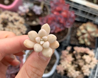 Rare Succulent - Graptopetalum Mendozae cutting