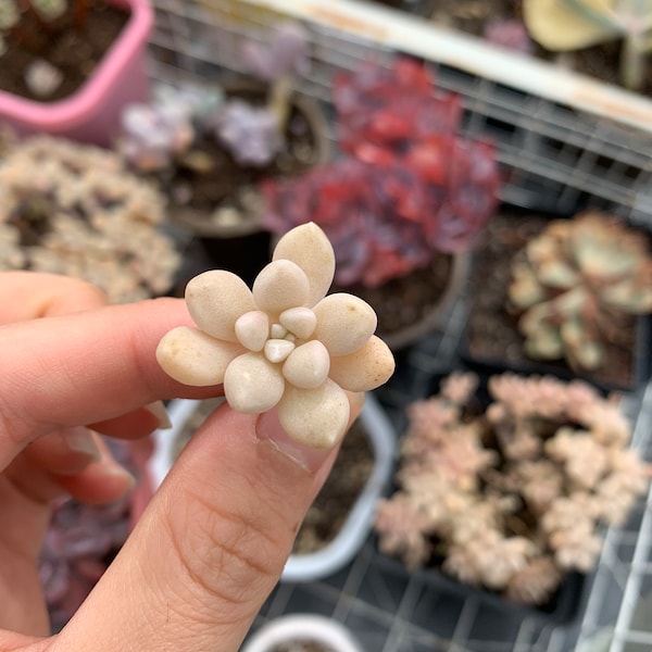 Rare Succulent - Graptopetalum Mendozae cutting