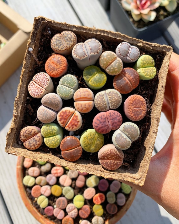 Rare Succulent - Lithops Sp - Etsy