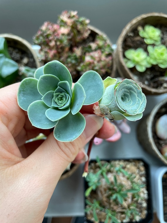 Rare Succulent - Greenovia mix cutting