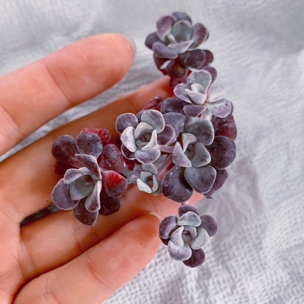 Rare Succulent - Sedum Spathulifolium