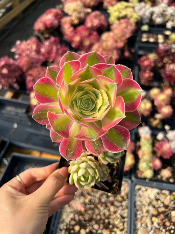 多肉植物 緑とピンクのロゼット型*3 ピンクと緑のロゼット型多肉植物