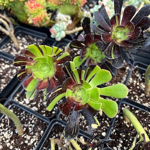 Rare Succulent - Aeonium big bang