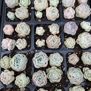 Rare Succulent - Echeveria Elegans hybrids