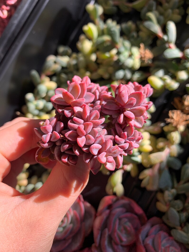 Rare pink succulent