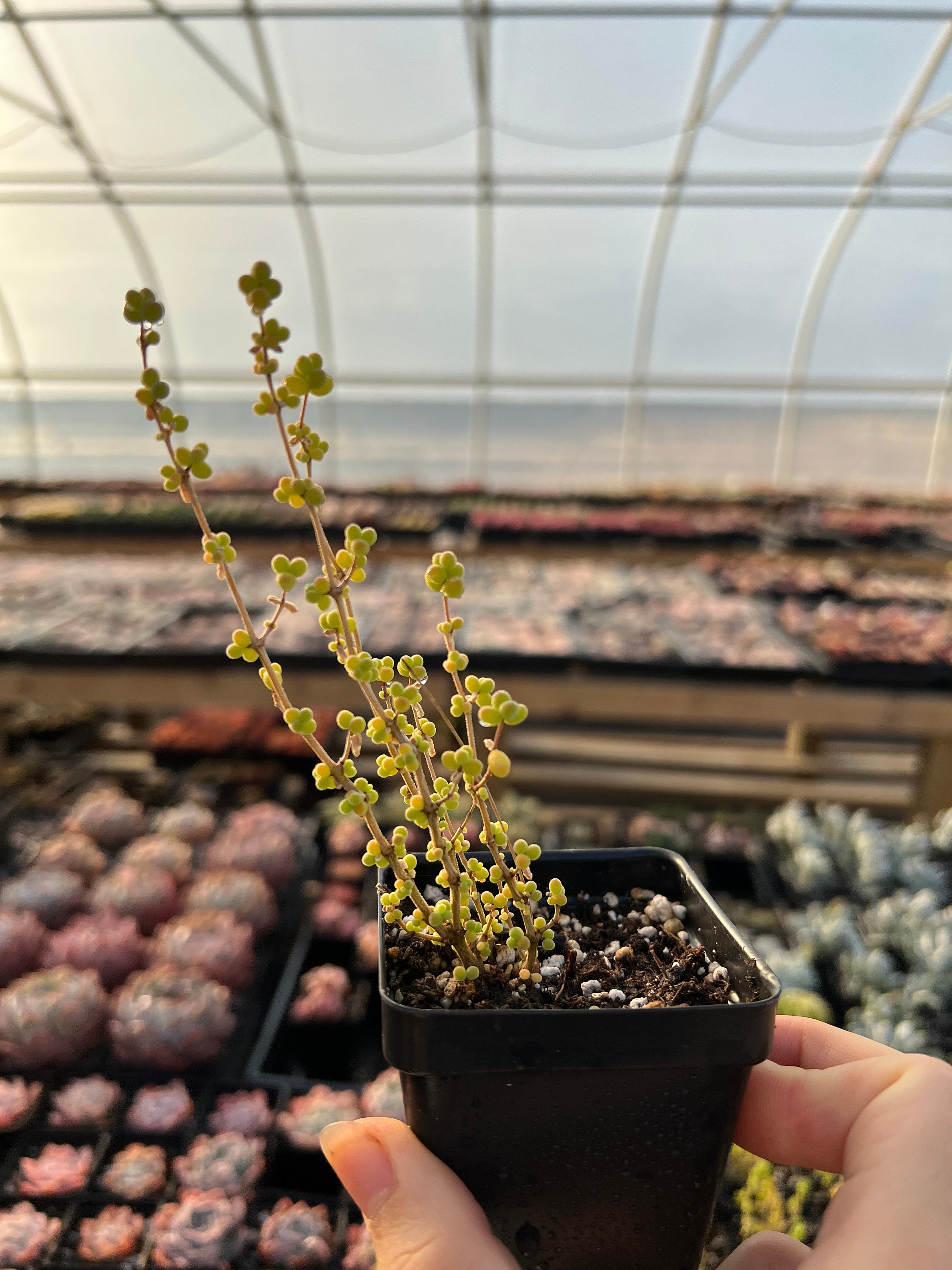 Rare Succulent - Drosanthemum Sp 6 K Sw Kliprand (rice Gram) - Etsy