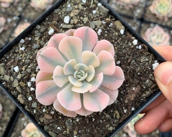 Rare Succulent - Echeveria variegated Runyonii 'Akaihosi'