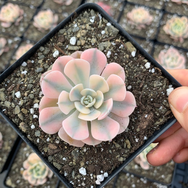 Rare Succulent - Echeveria variegated Runyonii 'Akaihosi'