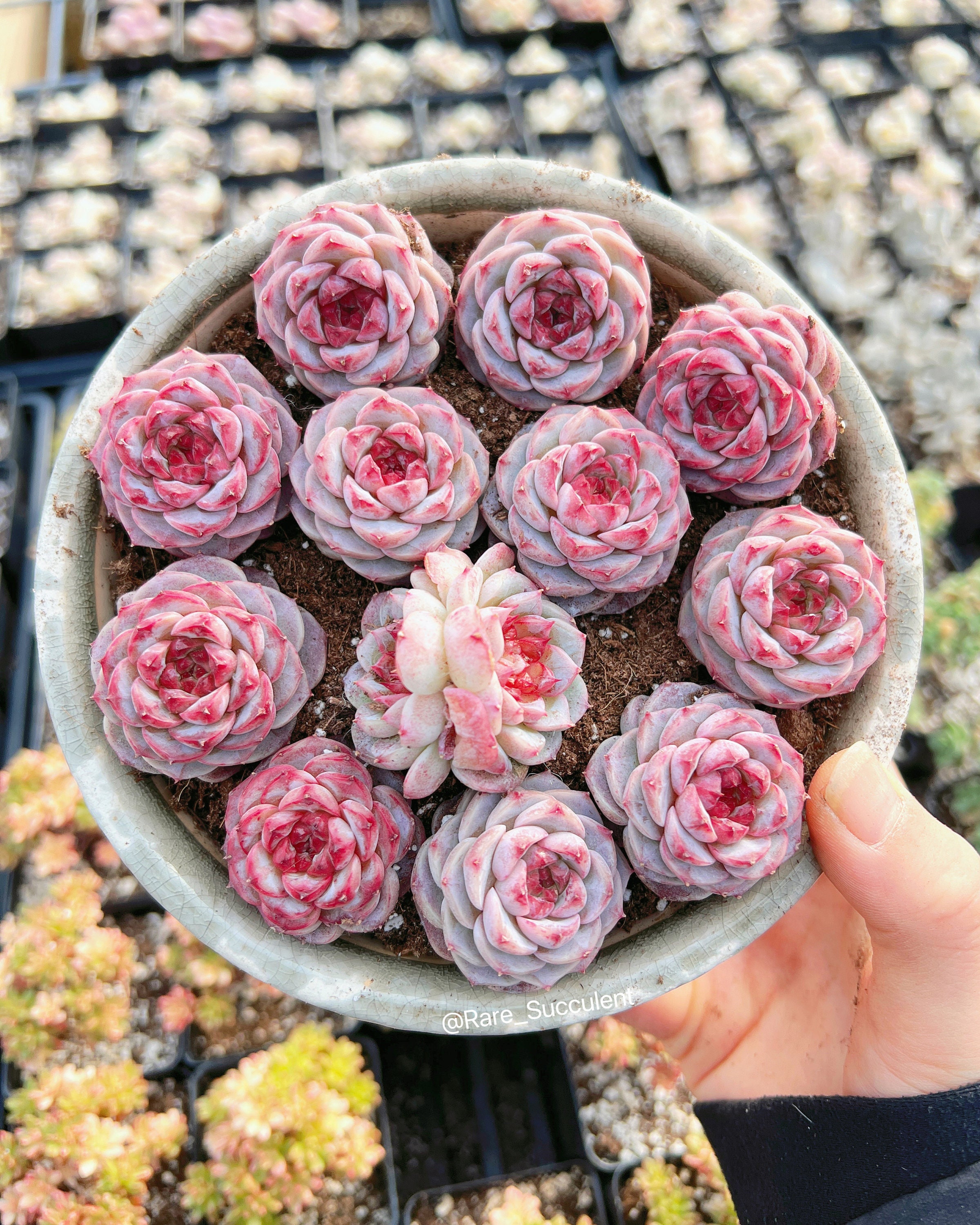 Tudo Dez  A maior loja de preço único do Brasil - Decoração - ÁRVORE DE  NATAL - ROSA