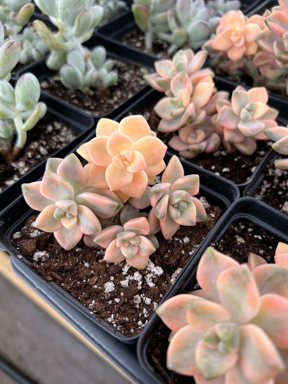 Rare Succulent - Graptopetalum Variegated Tituban - Etsy 日本