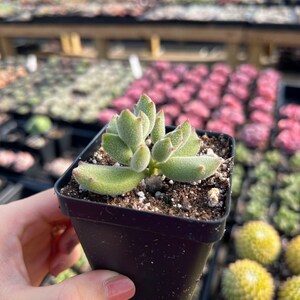 May include: A small, fuzzy succulent plant with light green, thick, pointed leaves featuring reddish tips, potted in a square black plastic container filled with dark potting soil and white perlite, viewed from a slightly elevated angle.