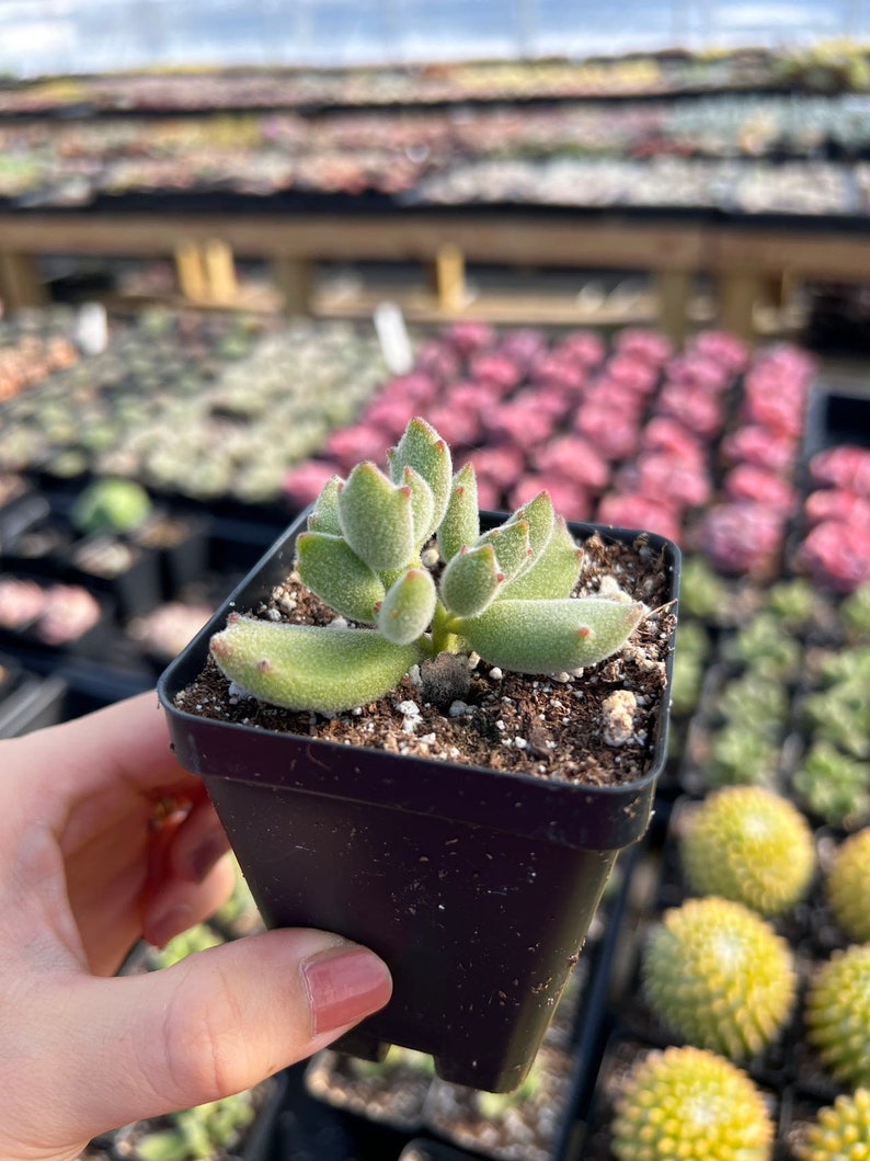 May include: A small, fuzzy succulent plant with light green, thick, pointed leaves featuring reddish tips, potted in a square black plastic container filled with dark potting soil and white perlite, viewed from a slightly elevated angle.