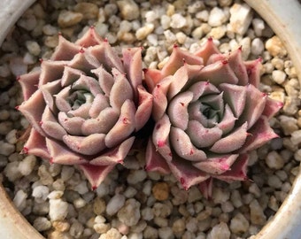 Rare Succulent-Echeveria Elegans Halbingeri sp.