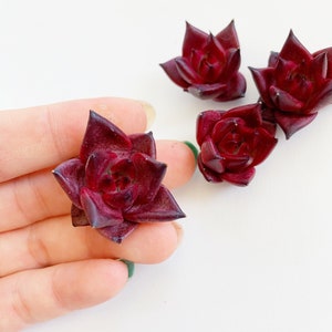 Rare Succulent - Echeveria Agavoides Ruming
