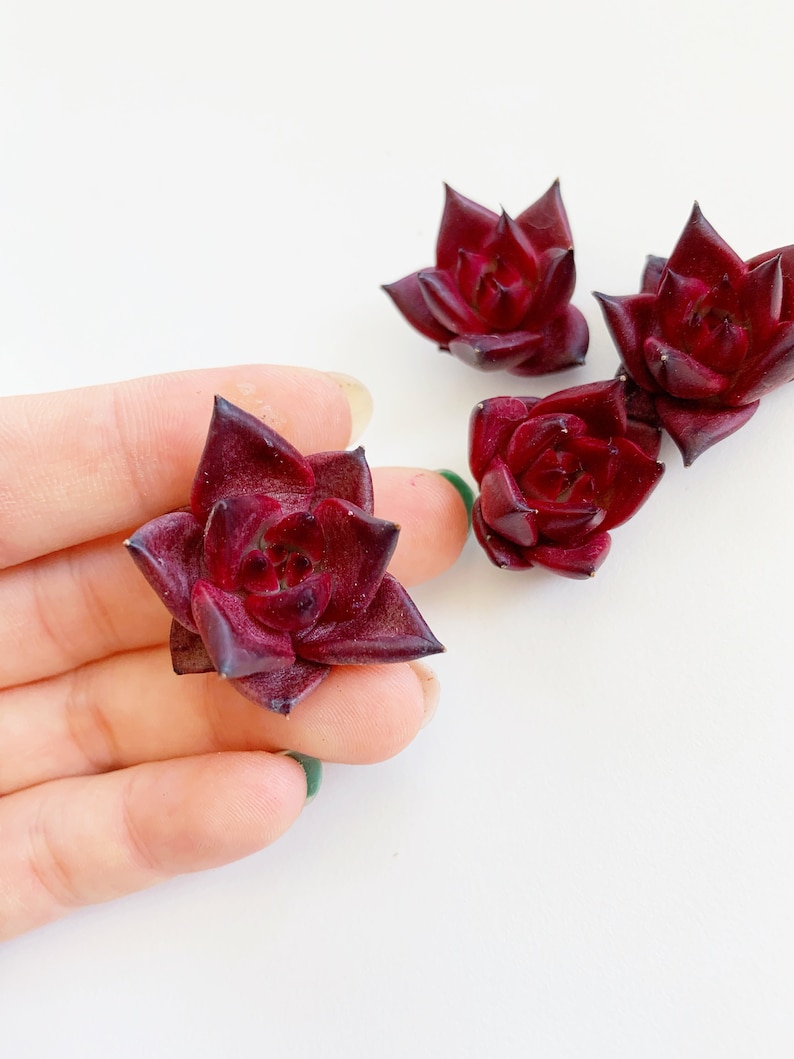 May include: Four small succulent plants with dark red leaves. The plants are arranged in a cluster, with one plant held in a hand.