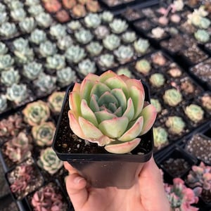 Rare Succulent - Echeveria Morning Dew