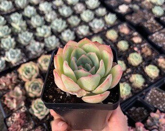 Rare Succulent - Echeveria Morning Dew