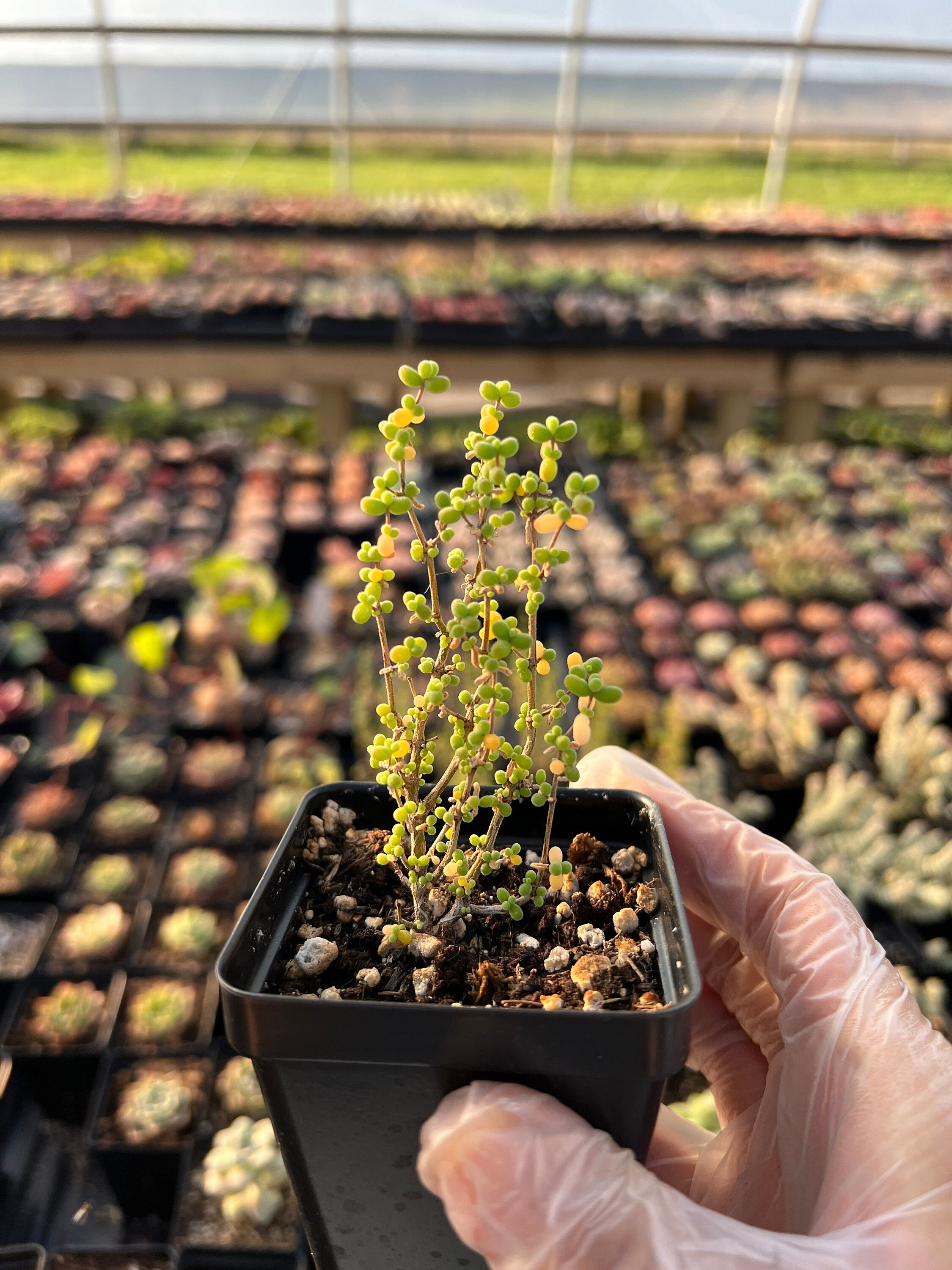 Rare Succulent - Drosanthemum Sp 6 K Sw Kliprand (rice Gram) - Etsy