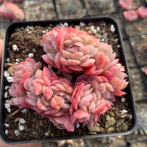 Puede incluir: Primer plano de una peque&ntilde;a maceta de plantas suculentas rosadas y verdes. Las plantas est&aacute;n dispuestas en un patr&oacute;n circular y tienen una textura delicada y rizada.