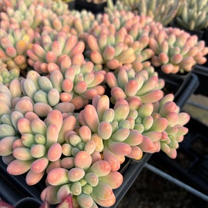 Rare Succulent - Sedum pachy &quot;Rose Star&quot;