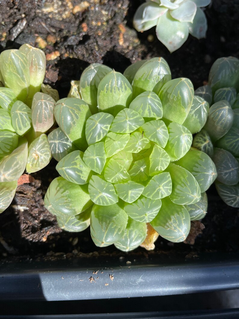 Rare Succuelnt Haworthia Obtuse cv /'Amber\u2019