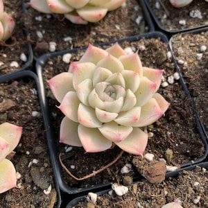 Rare Succulent Echeveria Elegans sp. White Queen mini succulent image 3