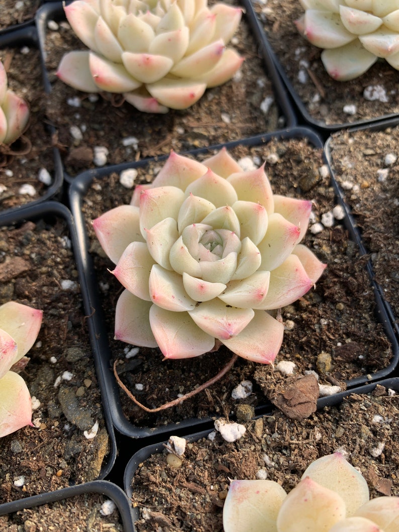 Rare Succulent Echeveria Elegans sp. White Queen mini succulent image 3