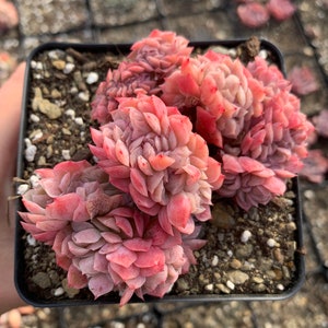 Puede incluir: Un grupo de plantas suculentas rosadas y verdes en una maceta de pl&aacute;stico negra. Las plantas suculentas tienen forma de roseta y est&aacute;n dispuestas en un grupo apretado.