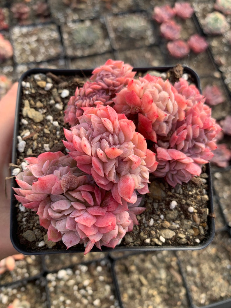 Puede incluir: Un grupo de plantas suculentas rosadas y verdes en una maceta de pl&aacute;stico negra. Las plantas suculentas tienen forma de roseta y est&aacute;n dispuestas en un grupo apretado.