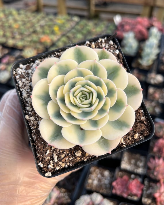Rare Succulent - Echeveria Lenore Dean (CC)