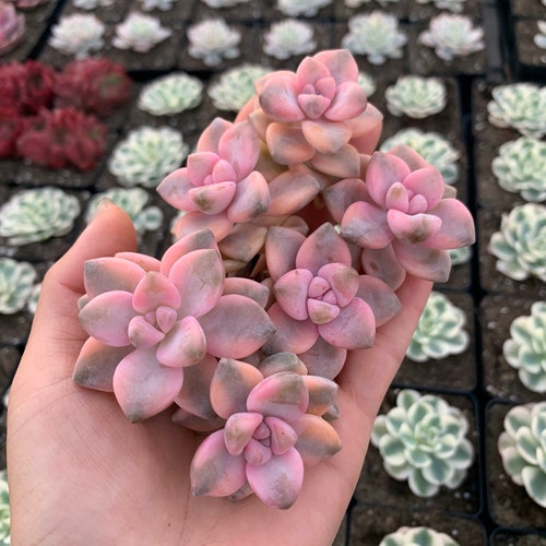 Rare Succulent - Graptopetalum Variegated mini pink Tituban single head cutting