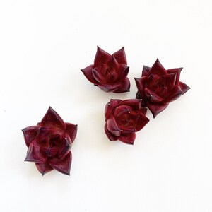 May include: Four small, dark red succulent plants with pointed leaves arranged on a white background.