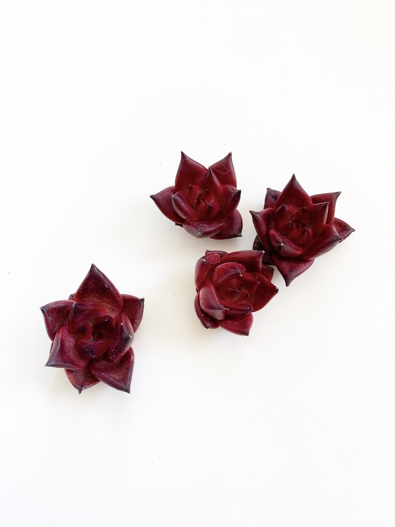 May include: Four small, dark red succulent plants with pointed leaves arranged on a white background.