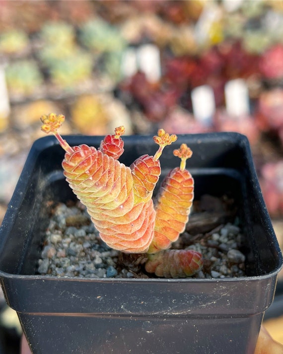 celosia flower plant Scarlet Plume Celosia main image 0