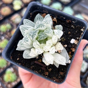 Rare Succulent - Haworthia cooperi cv. variegata Crystal “White Spots”