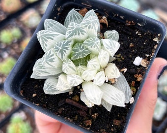 Rare Succulent - Haworthia cooperi cv. variegata Crystal “White Spots”