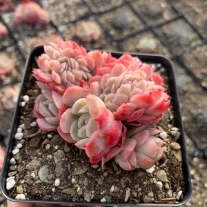 Puede incluir: Una maceta peque&ntilde;a de plantas suculentas Echeveria con hojas rosadas y verdes. La suculenta est&aacute; en una maceta de pl&aacute;stico negra con agujeros de drenaje.
