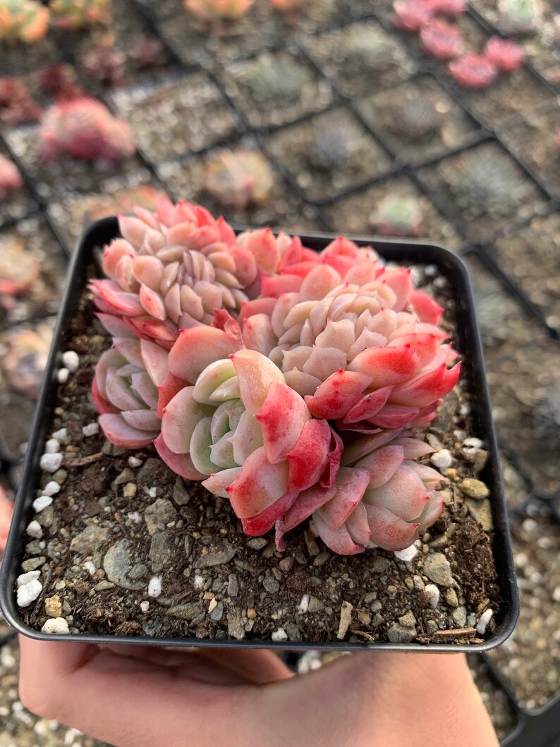 Puede incluir: Una maceta peque&ntilde;a de plantas suculentas Echeveria con hojas rosadas y verdes. La suculenta est&aacute; en una maceta de pl&aacute;stico negra con agujeros de drenaje.