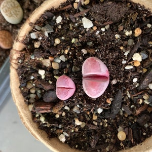 Rare Succulent Lithops optica 'Rubra' image 4