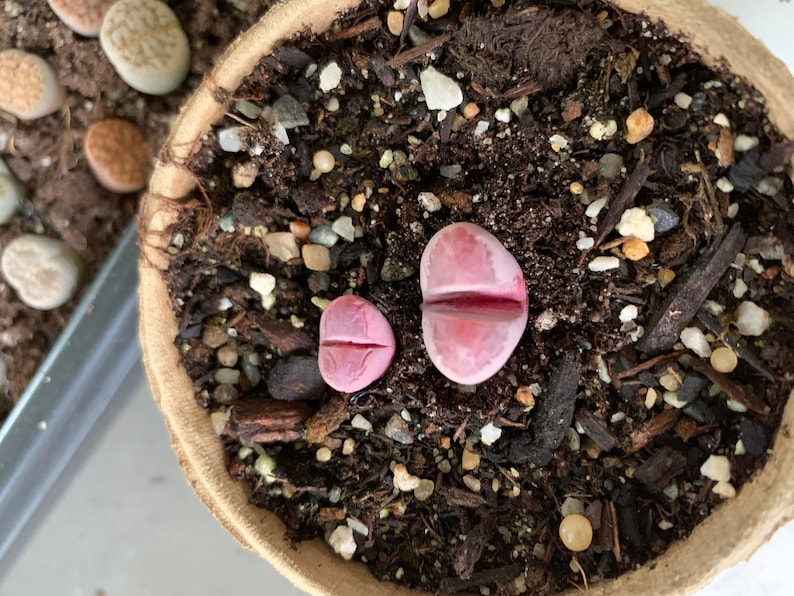 Rare Succulent Lithops optica 'Rubra' image 4