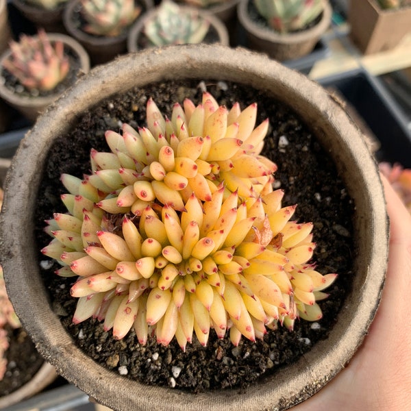 Rare Succulent - Echeveria Agavoides Elkhon crested