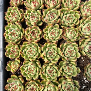 Rare Succulent - Echeveria Blue Dragon