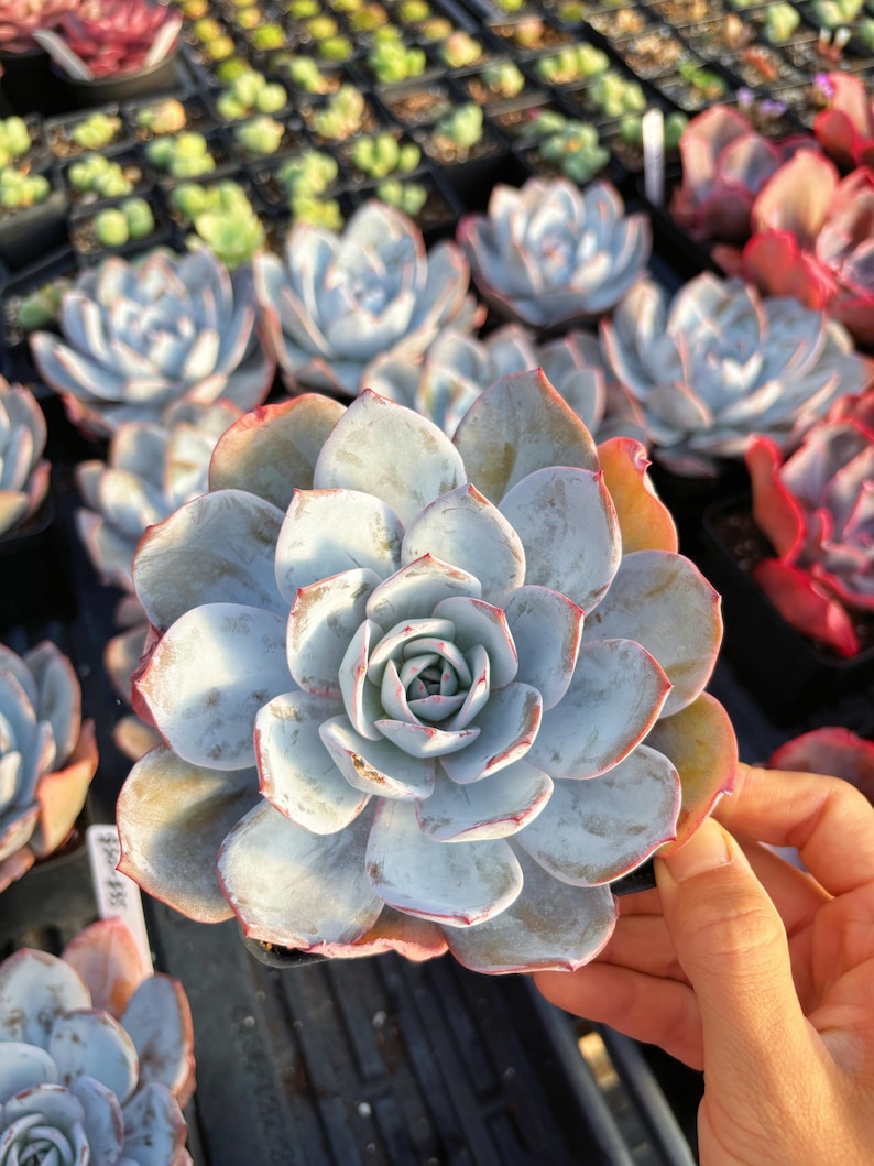 Rare Echeveria 'White Lotus' Succulent – Live Collector Plant image 1
