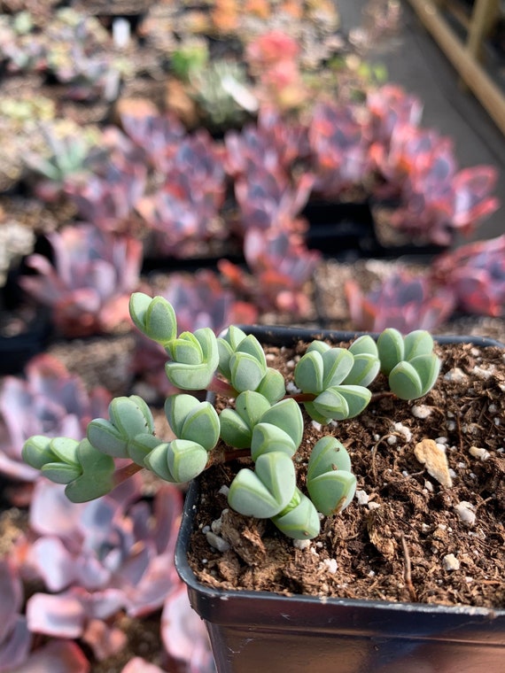 live echeveria succulents for sale online free shipping Echeveria 'Peacock'
