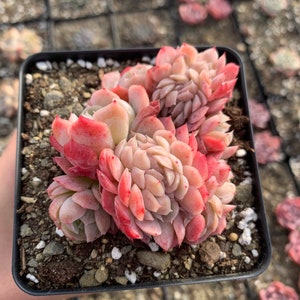 Puede incluir: Una peque&ntilde;a planta suculenta con hojas rosadas y blancas en una maceta de pl&aacute;stico negra. La planta est&aacute; rodeada de peque&ntilde;as piedras y tierra.