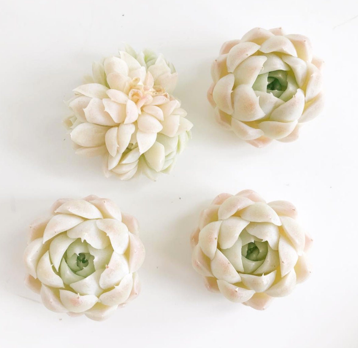 Rare Succulent - Echeveria White Elegans sp.