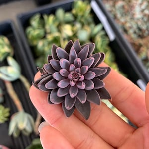 Rare Succulent - Graptopetalum Rusbyi(stressed in pink)