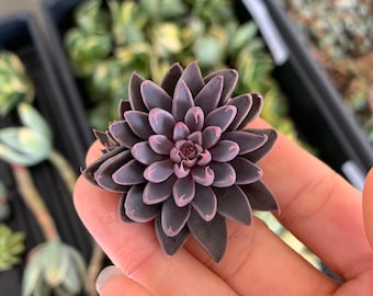 Rare Succulent - Graptopetalum Rusbyi(stressed in pink)