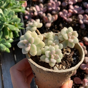 Rare Succulent - Graptopetalum Variegated G. Mendozae cutting