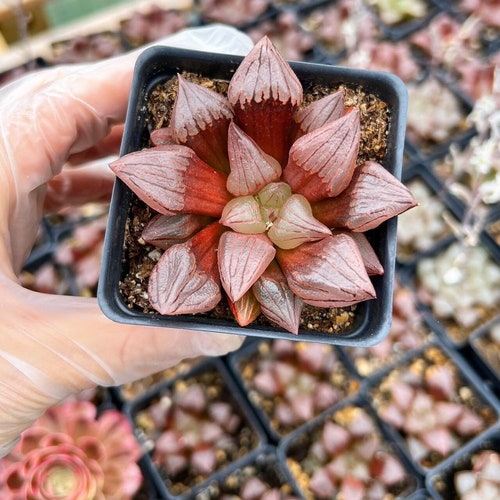 Rare Succulent - Haworthia Atrofusca "Watermelon"